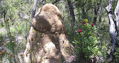 A termite mound in dry sclerophyll forest, eastern Australia.