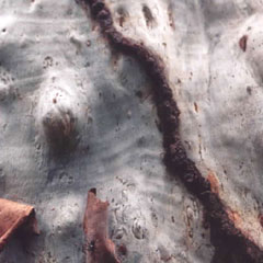 Termite galleries protecting termites as they travel from nest in tree to soil.