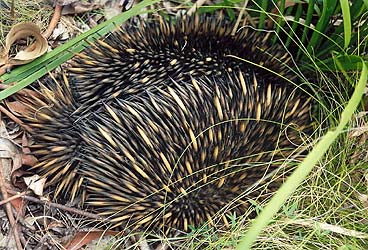 An echidna foraging for termites.