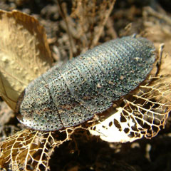 Two types of native Australian wingless cockroach.