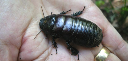 Large cockroach found in rotten rainforest log.