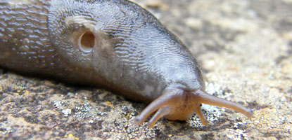 Defensive reaction of slug to a disturbance