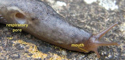 Defensive reaction of slug to a disturbance