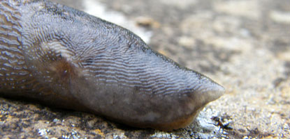 Defensive reaction of slug to a disturbance