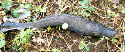 Note slime on plants at the hind end of this leopard slug.