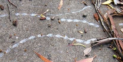 Snails have made these slime trails across a path.