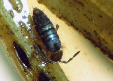 Litter dwelling springtails. The one on the bottom is feeding on fungi in the dark spots on a grass leaf.