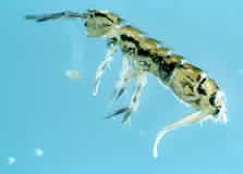 Litter dwelling springtails. The one on the bottom is feeding on fungi in the dark spots on a grass leaf.