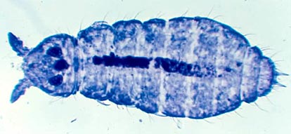 Litter dwelling springtail. The black line running through the centre of the body is the food in its gut.