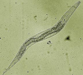 Soil nematode.