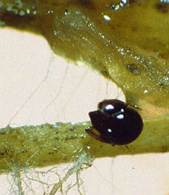 Decomposer mite feeding on dead leaf and fungal threads.