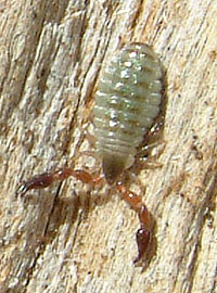 Pseudoscorpion in wood persuing termite living there.