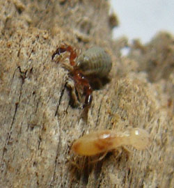 Pseudoscorpion in wood persuing termite living there.