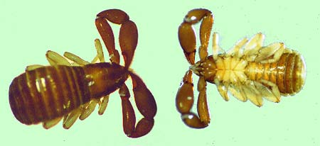 Pseudoscorpions top and bottom view. Note 4 pairs legs and large claws.