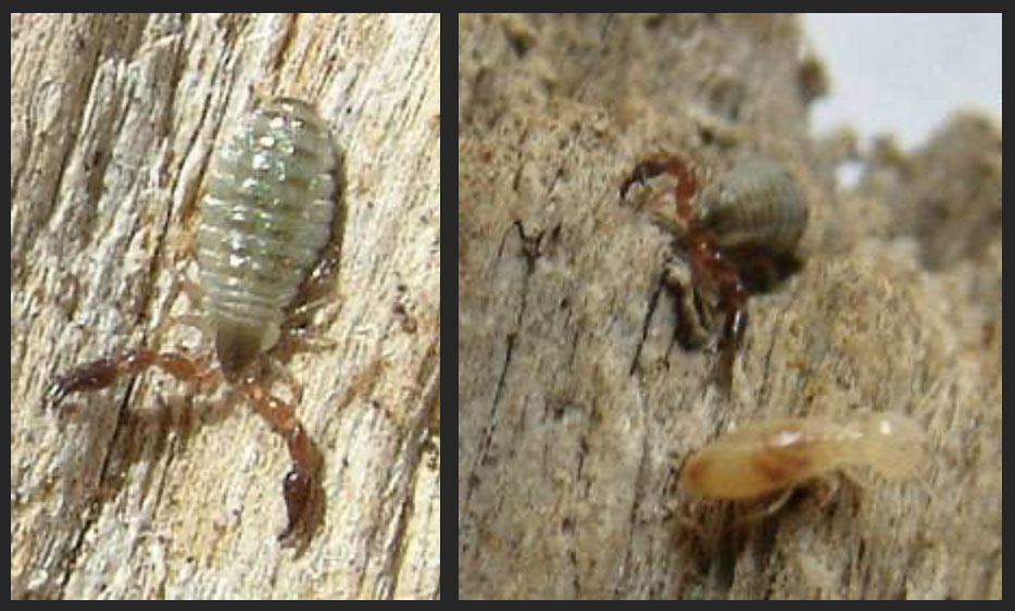 Pseudoscorpion in wood persuing termite living there.