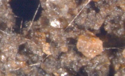 Microscopic fungal strands growing through soil.