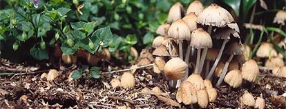 Microscopic fungal strands growing through soil.