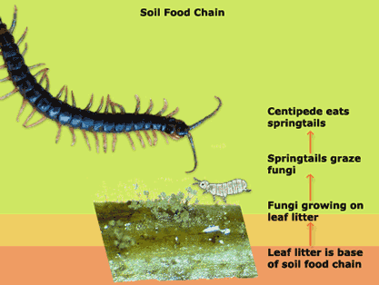 Simple soil food chain.