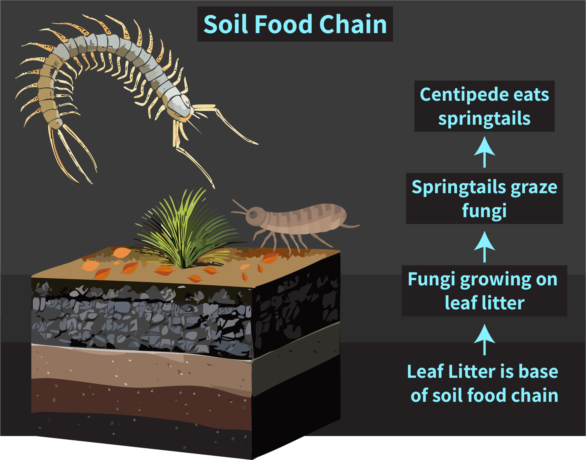 Simple soil food chain.