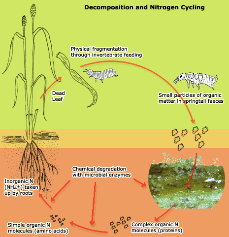 Nitrogen cycling in a pasture soil. Springtails fragment the dead grass while microbes chemically degrade it.