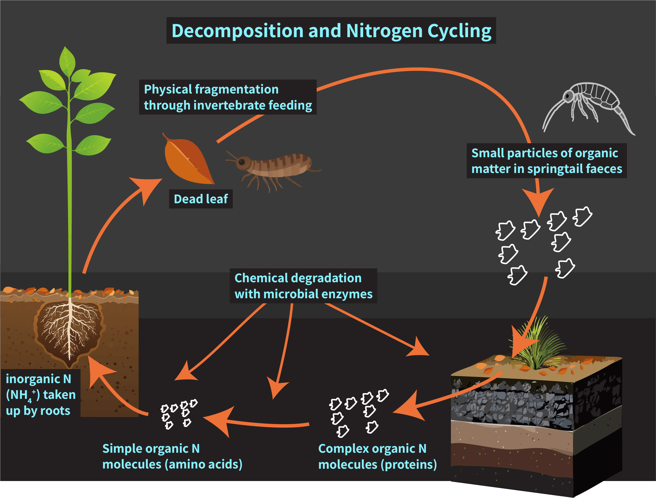 Nitrogen cycling in a pasture soil. Springtails fragment the dead grass while microbes chemically degrade it.