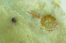 This circular patch on dead leaf eaten by springtail is only 1mm accross.