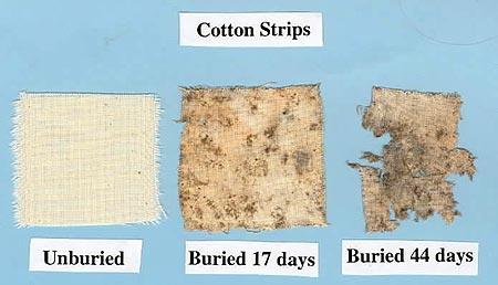 Cotton strips which have been buried for 17 and 44 days and a fresh, unburied strip