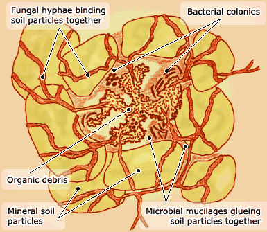 Diagram of a soil aggregate.