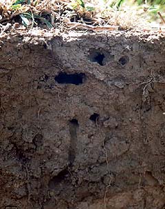 Earthworm tunnels - horizontal and vertical.