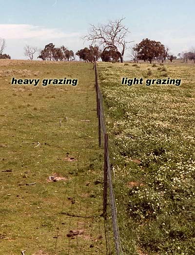 A fenceline photo with heavily and lightly grazed pastures compared.