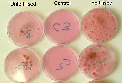 Agar plates growing microbes from native unfertilised pasture (left) and fertilised pasture (right). Note larger numbers of microbes on plates from fertilised pastures in same volume of soil.