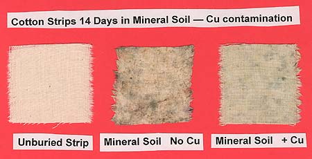 Toxic effect of a Copper-based pesticide (+Cu strip) on soil microbes decomposing a cotton strip.