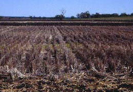 A field with zero tillage with a thick mulch layer.