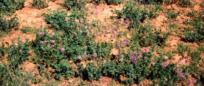 Cropping soil with lucerne growing in rotation.