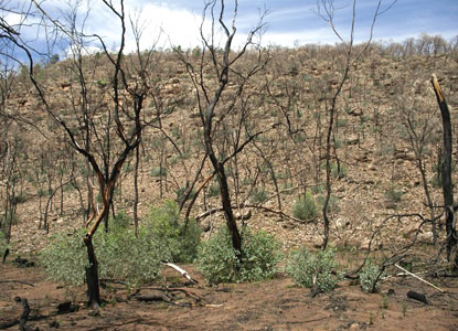 Regrowth after fire in semi-arid Australia.