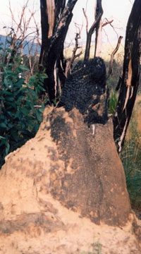 Aftermath of fire in Snowgums in Snowy Mountains. Did the termites survive?