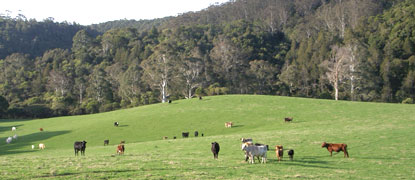 Forests cleared to make way for Cow pastures.