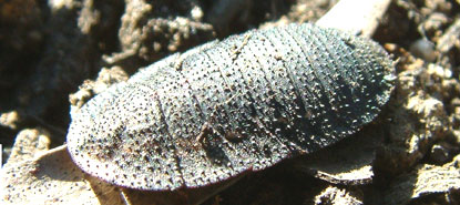 A flat native cockroach living in rotting wood.