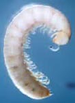 White millipede