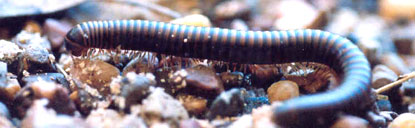 Millipede