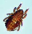 A slower moving decomposer mite.