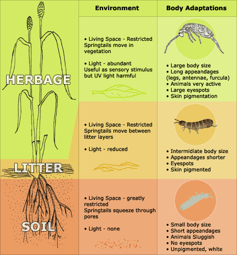 springtail life forms