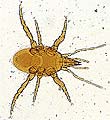 A fast moving predatory mite with long legs.