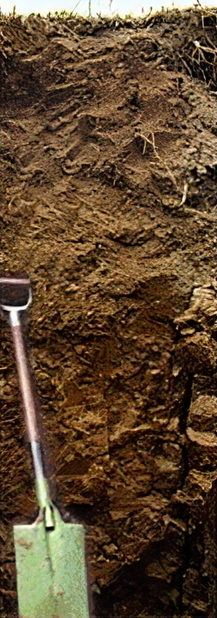 soil profile